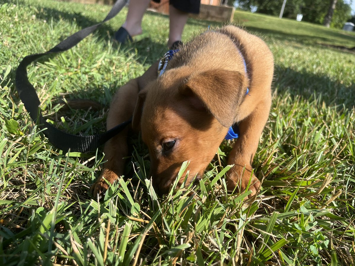 toxic_kutee's tweet photo. Meet grizzly ❤️🥰 https://t.co/KhXGe9XviB
