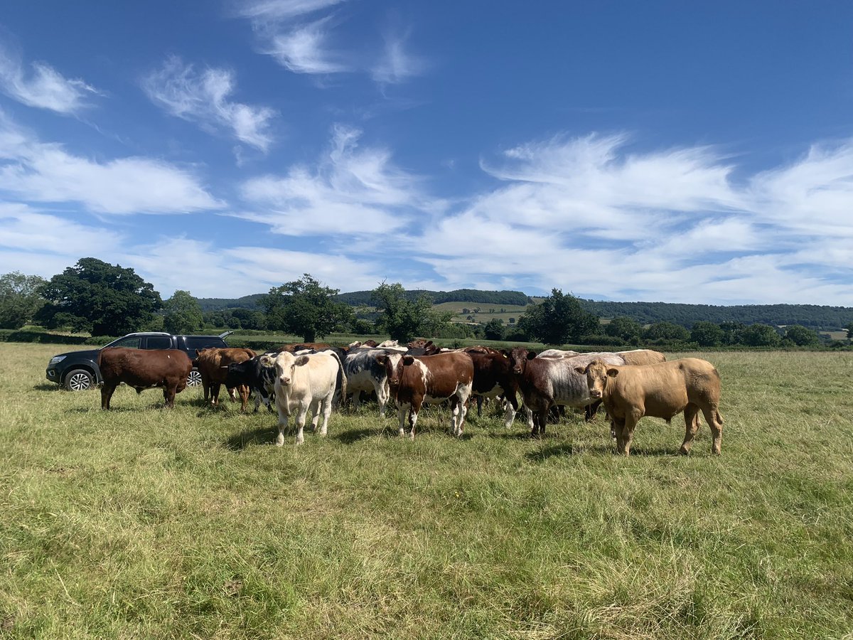 Maximus Pullin tweet media