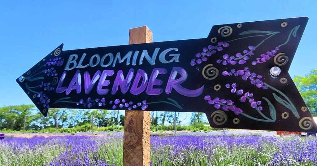DiscoverLINY's tweet photo. Sundays are for stopping & smell the lavender πππΎ@lavenderbythebay
πΈ: @lavenderbythebay
#discoverlongisland #whereyoubelong #longisland #longislandnewyork #liny #exploreliny #lavenderbythebay #lavender #lavenderfield #eastmarion #calverton https://t.co/SzSD8j2rOg