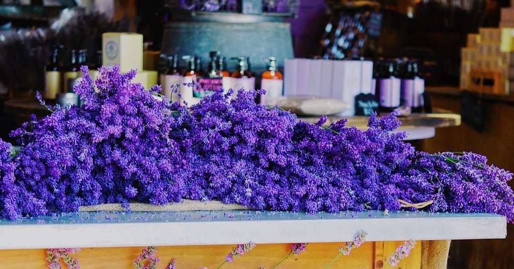 DiscoverLINY's tweet photo. Sundays are for stopping & smell the lavender πππΎ@lavenderbythebay
πΈ: @lavenderbythebay
#discoverlongisland #whereyoubelong #longisland #longislandnewyork #liny #exploreliny #lavenderbythebay #lavender #lavenderfield #eastmarion #calverton https://t.co/SzSD8j2rOg