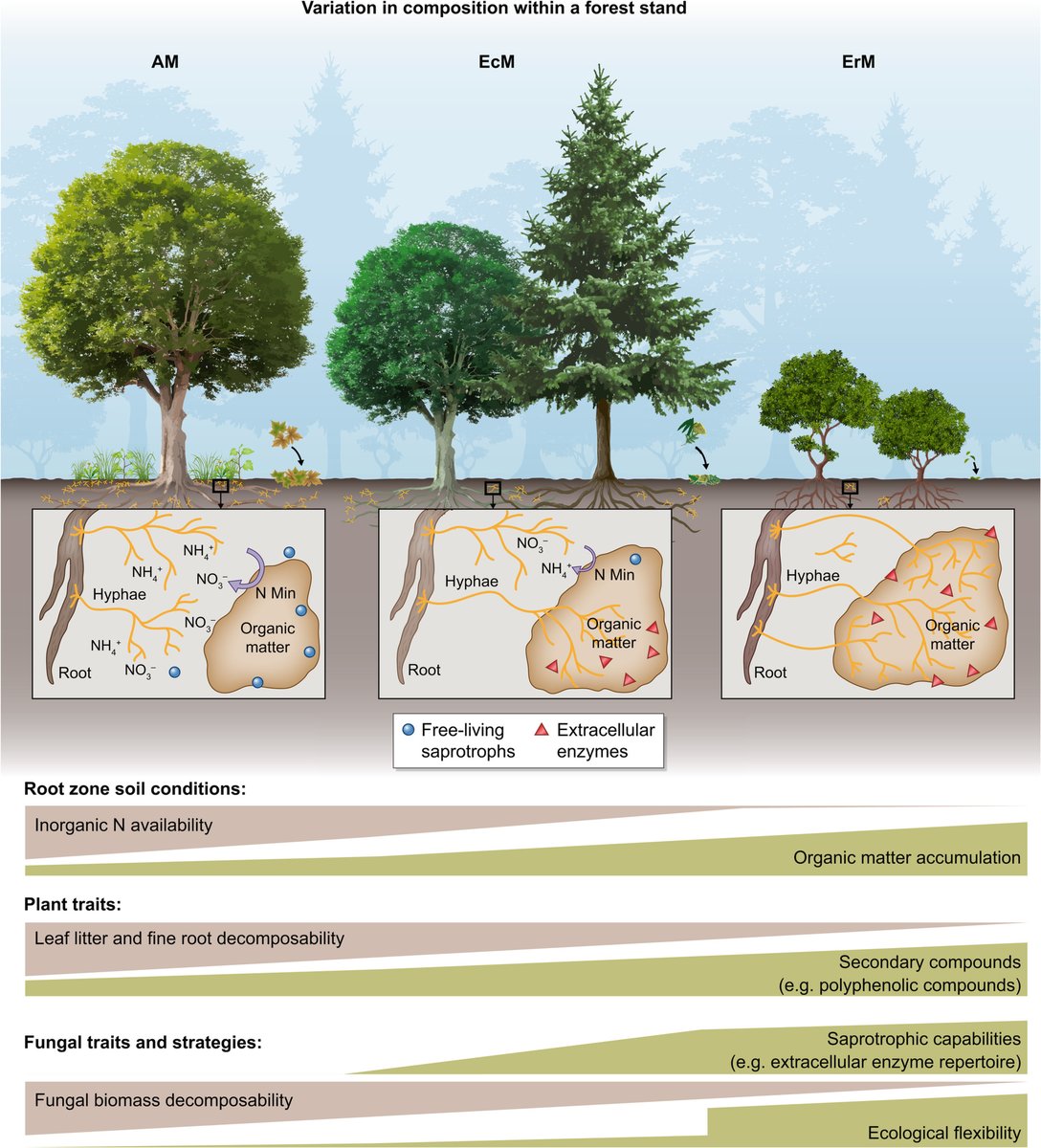 New Phytologist tweet media