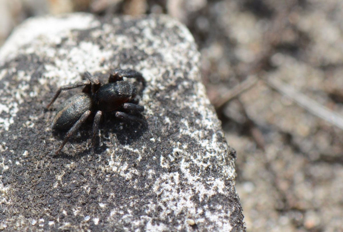 mkativusmith's tweet photo. Nationally rare jumping spider, Phlegra fasciata, living amongst the pebbles on Chesil Beach. These little spiders have excellent vision and eight eyes. @dorsetwildlife #dwtwey #dorsetwt . Thank you to David Carr for sharing your image with us. https://t.co/qYZBAq4xFB