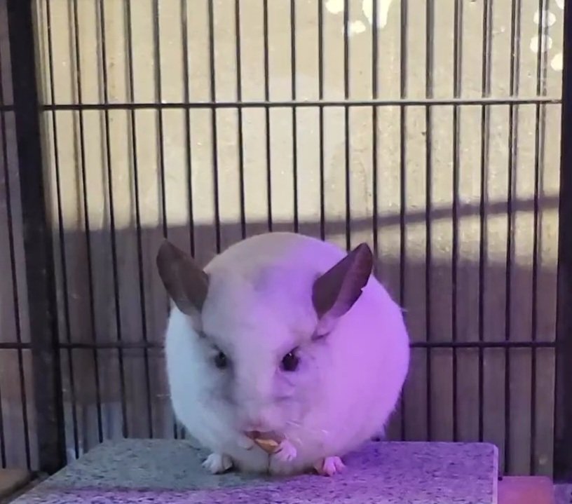 친칠라식 먹방 포즈 넘넘 똑같잔아..!!!!😭😭💙💙💙