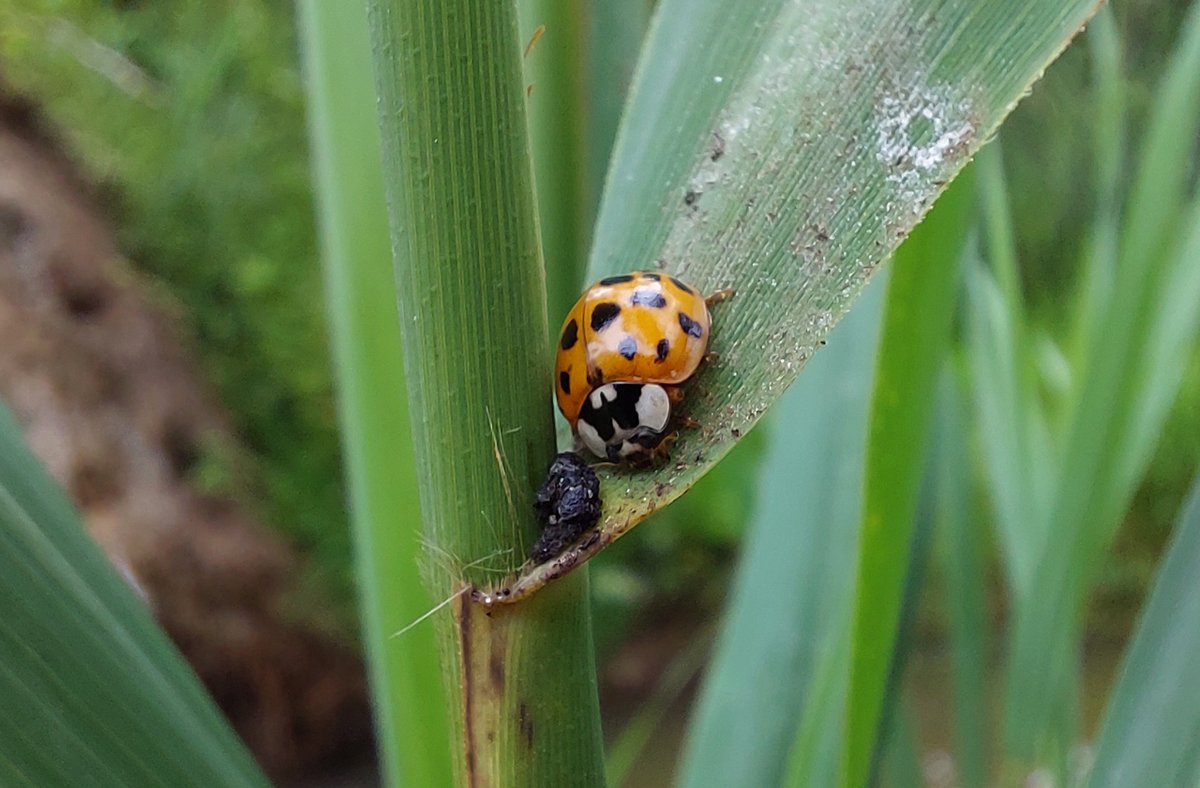 HeijdenJozef's tweet photo. #Veelstippig_Aziatisch_lieveheersbeestje
Ze eten bladluizen, schildluizen, kevers en hun larven en poppen. Ze zijn ook kannibalistisch. #Groote_Beerze #Netersel
@BoswachterFrans @Brab_Landschap @waarneming @vlinderNL @wddommel https://t.co/Ufa7PmekUX