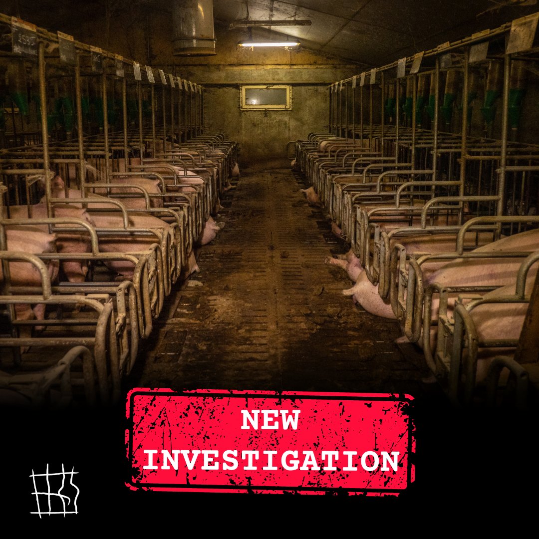 ciwf's tweet photo. Caged farming is cruel and unnecessary. Europe is on the brink of becoming cage-free and leading the way for farmed animals around the world, but right now animals are still suffering behind bars. 

Please take action to #EndtheCageAge ➡️ https://t.co/fXRLYGP1Vv https://t.co/M4omUl3Mh0