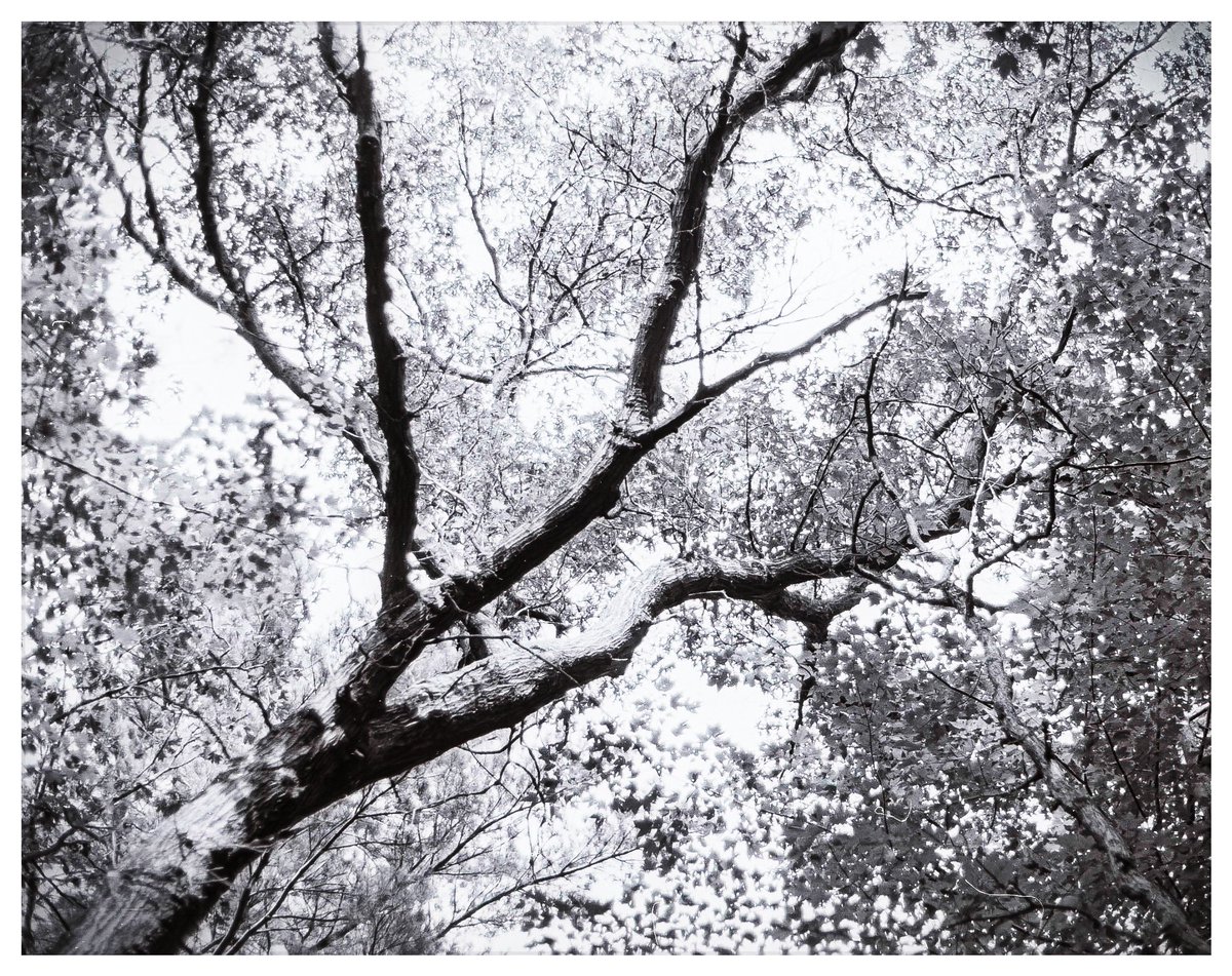 ilovaussiesheps's tweet photo. What do people think of it? I shot it in the forest on the trail between our cabin and Hardy Pond. It's where we swam for years - it's huge. I loved the strongly backlit forest canopy with it's tangle of tree trucks, branches, and leaves.
TBH: I hated Techpan.
#TechPan
#35mmFilm https://t.co/JRJ5SC7j88