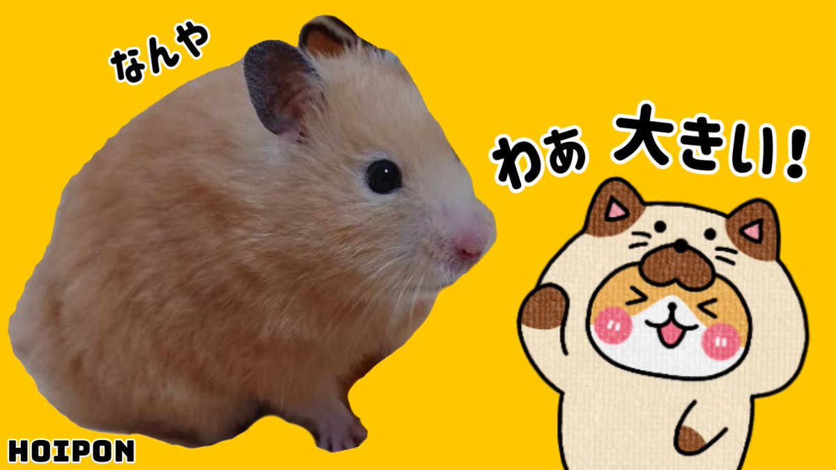 ハムスター好きと繋がりたい のイラスト マンガ作品 23 件 Twoucan