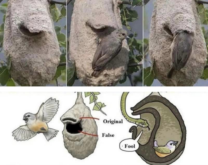 SteveStuWill's tweet photo. The cape penduline tit builds a nest with a false chamber as a defence against snakes and other predators https://t.co/8TUDwSUYGd https://t.co/UtCUKXZAdn