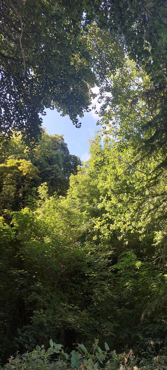 wlhaydock's tweet photo. Little bit of love from the tree's ๐๐ณ๐ฟ #Sundaywalk #blueskies #trees #lookabove https://t.co/w9FvPhZLlX