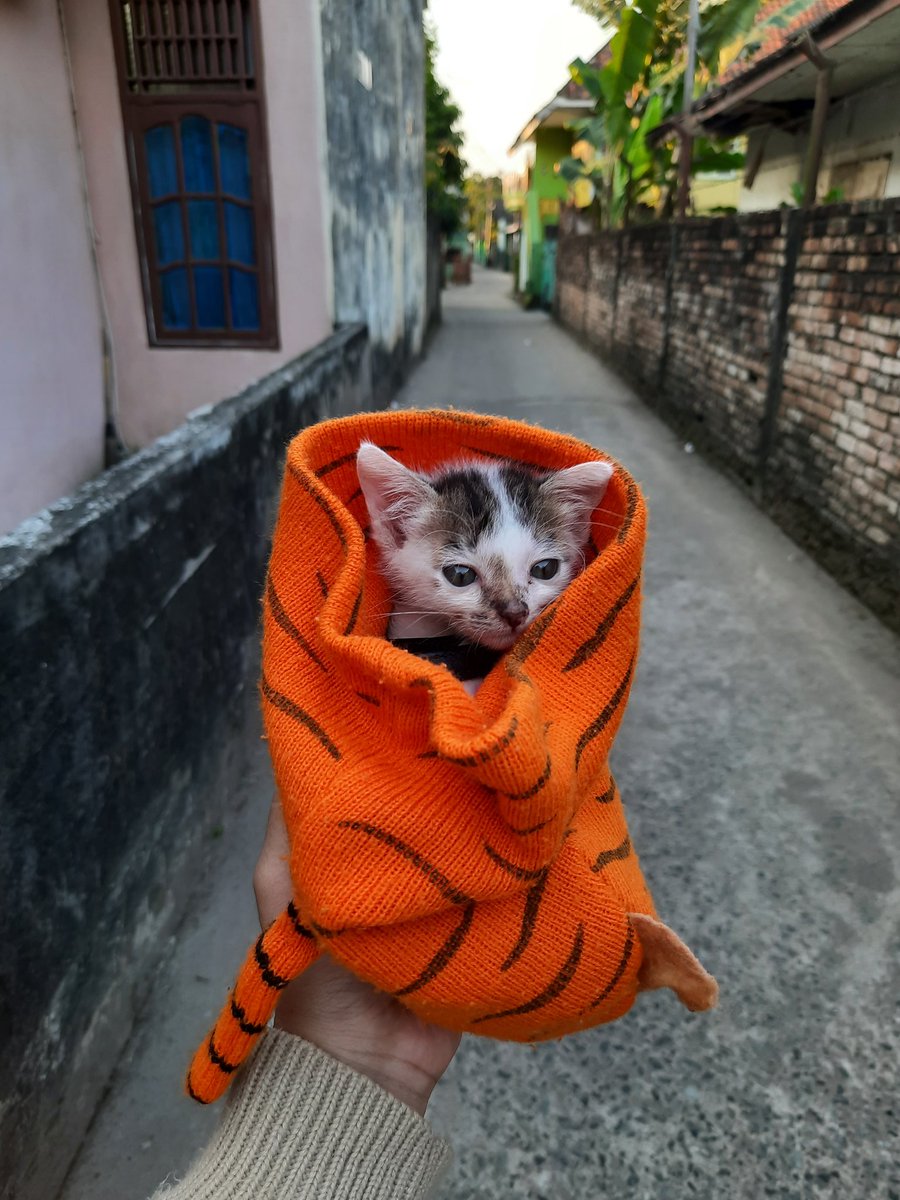 kochengfs's tweet photo. 🐈 bayi abis jalan2, mau liat foto bayi meng kalian jg dong, sender mo cuci mata https://t.co/sszpTHuKgn