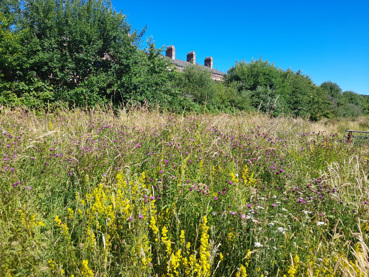 Urban wildness in Oswestry's Wilfred Owen Green: grasshoppers chirruping in swathes of uncut grass with lady's bedstraw, knapweed and meadow cranesbill. Swifts screeching overhead. @ShropCouncil @OswestryTC