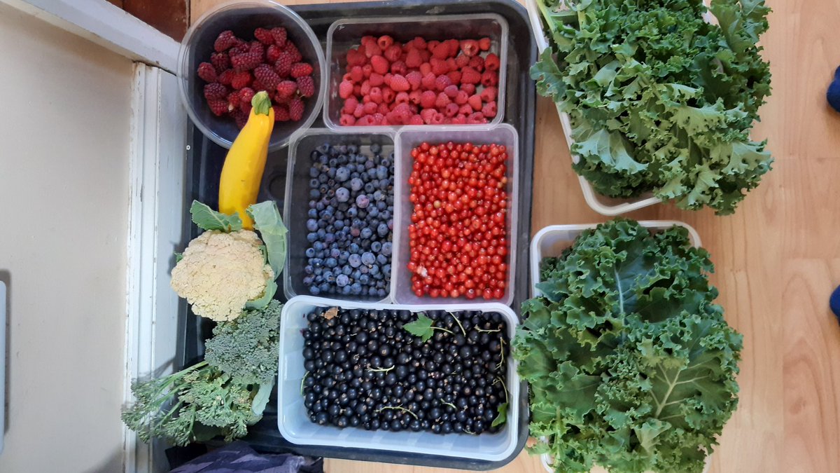 JDBRIDGER1's tweet photo. Wow just 2.5 hours done the allotment and all this comes home.
#Kale, #Broccoli ๐ฅฆ, #cauliflower, #courgette, #redcurrents, #blackcurrants, #blueberries #Loganberries and #raspberries.
#growyourown #allotment
Plus loads of watering https://t.co/2kCvjCnAb8