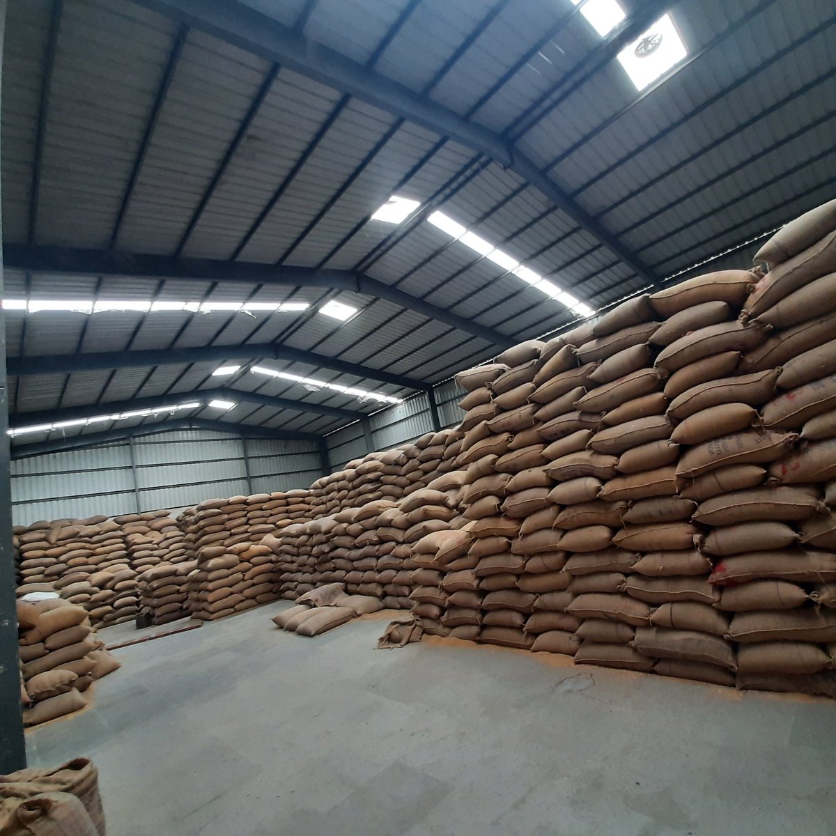 KelaKalpesh's tweet image. Some pictures of My wheat processing unit.
I will share video how wheat processing done by machines.
#wheatprocessor