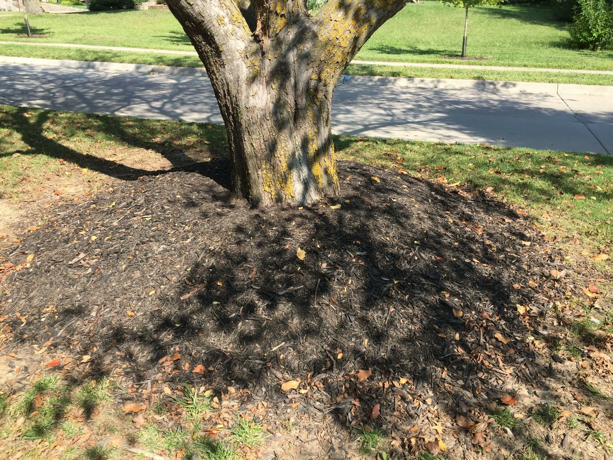 DouglasSarpyExt's tweet photo. Pull excessive mulch away from the trunks of trees. It can blow and pile up against the trunk. Excessive mulch can encourage softening and rotting of the bark during the growing season and critter damage in fall/winter.
#weekendvibes #GardeningTwitter @UNLExtension https://t.co/vOUcRubZTs