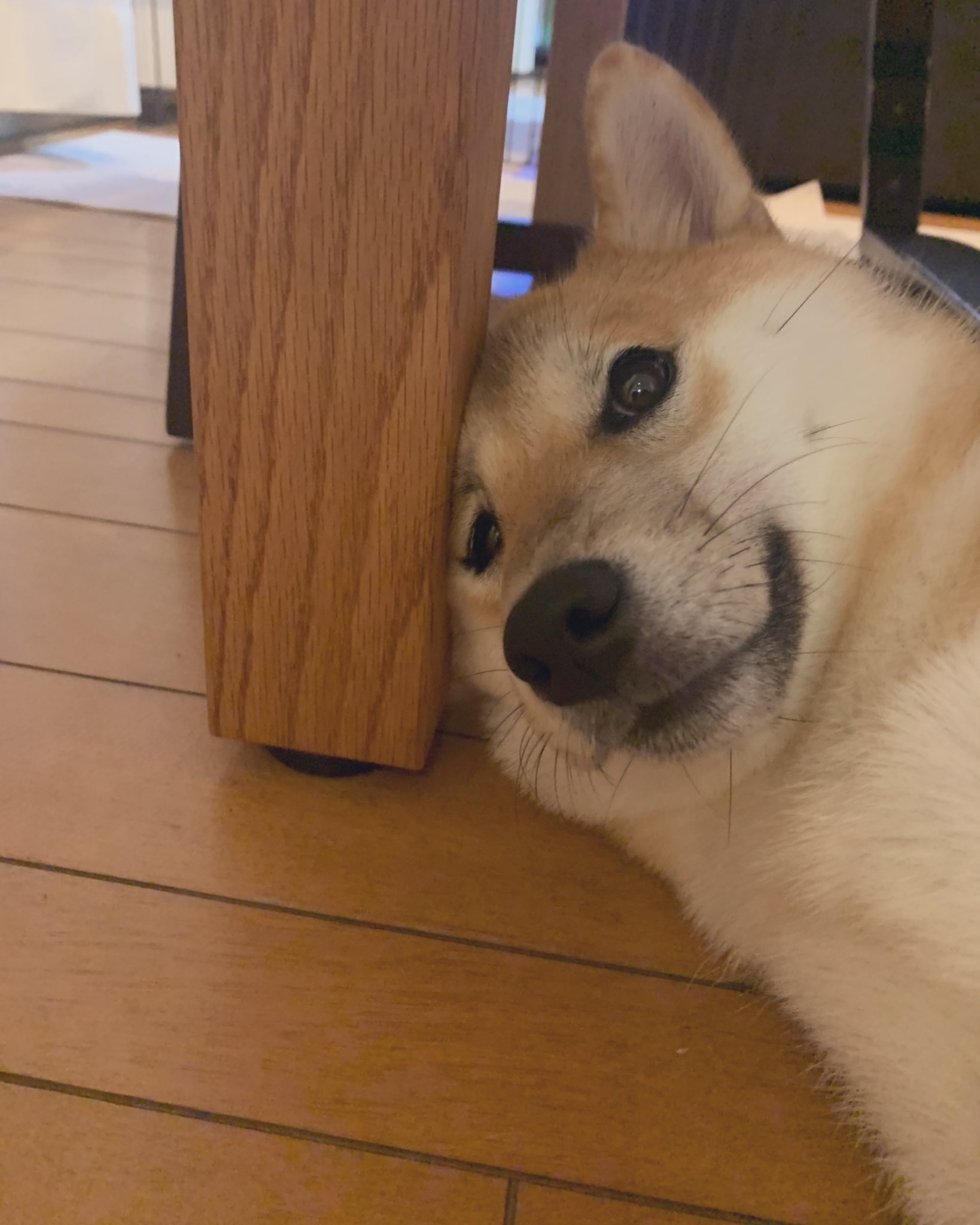 リバー おもしろいぬ 1日1柴 柴犬 T Co S0zrf4ijlt Twitter