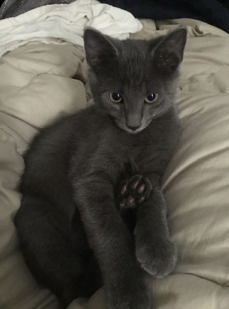 fiveches's tweet image. 🎻 · Este é o Coroinha/Church, resolvi mostrar ele hoje a vocês. Meu pequeno é a coisa mais fofa desse mundo!