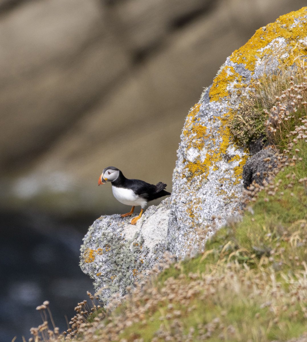MARINElife_UK's tweet photo. MARINElife Wildlife Officer Report 
‘MS Oldenburg’ Bideford-Lundy 2nd July 2022

MARINElife/Lundy WLO: Steve McAusland

📷 Steve McAusland

Read the report here: https://t.co/vOi1BcZj8P https://t.co/sTGRBLpObA