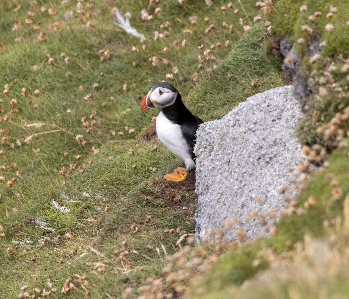 MARINElife_UK's tweet photo. MARINElife Wildlife Officer Report 
‘MS Oldenburg’ Bideford-Lundy 2nd July 2022

MARINElife/Lundy WLO: Steve McAusland

📷 Steve McAusland

Read the report here: https://t.co/vOi1BcZj8P https://t.co/sTGRBLpObA