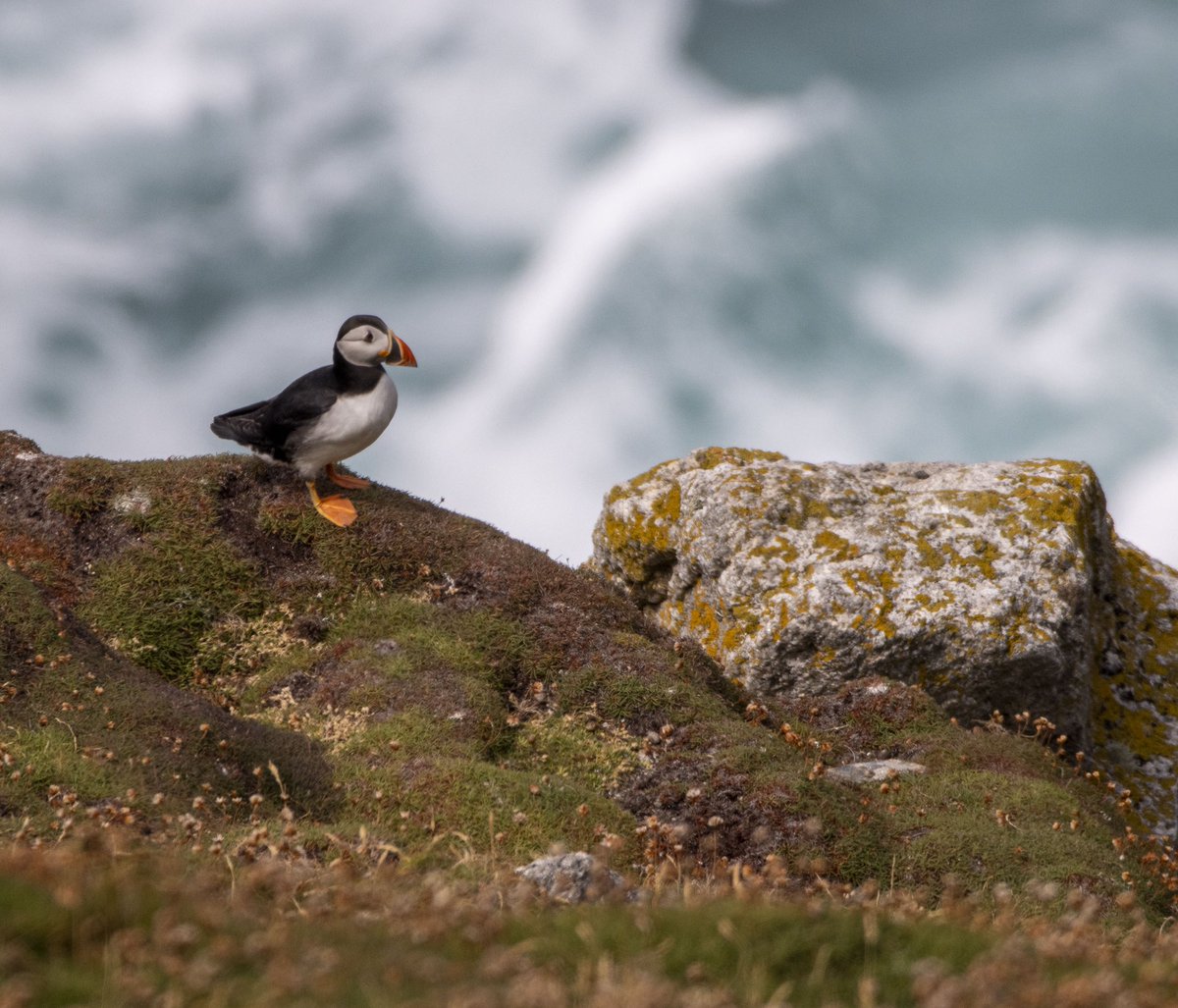 MARINElife_UK's tweet photo. MARINElife Wildlife Officer Report 
‘MS Oldenburg’ Bideford-Lundy 2nd July 2022

MARINElife/Lundy WLO: Steve McAusland

📷 Steve McAusland

Read the report here: https://t.co/vOi1BcZj8P https://t.co/sTGRBLpObA