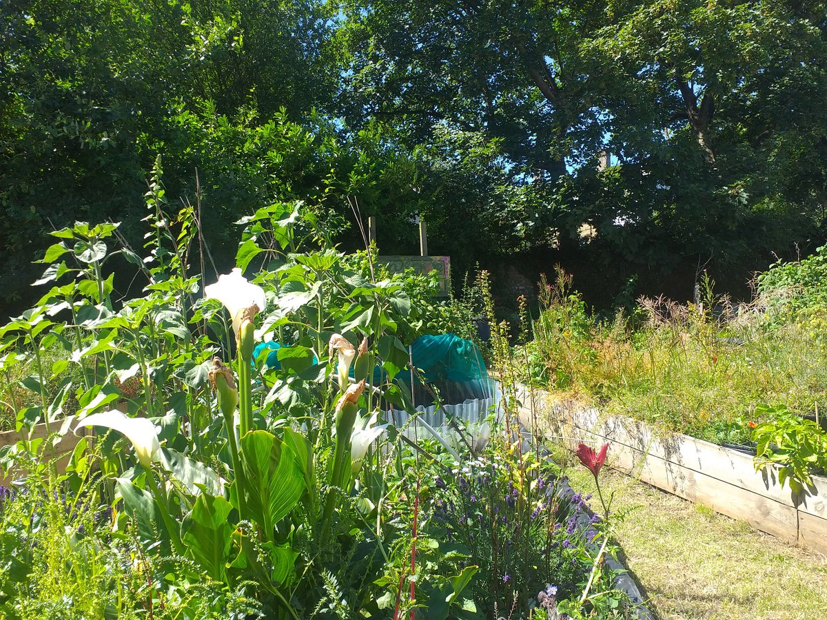 CllrLauraRC's tweet photo. Today!! Garden looking fab in the sun for #NationalGardenScheme open day til 5pm. Food, cakes, community gardening . All welcome! https://t.co/PnDhJMfMj3