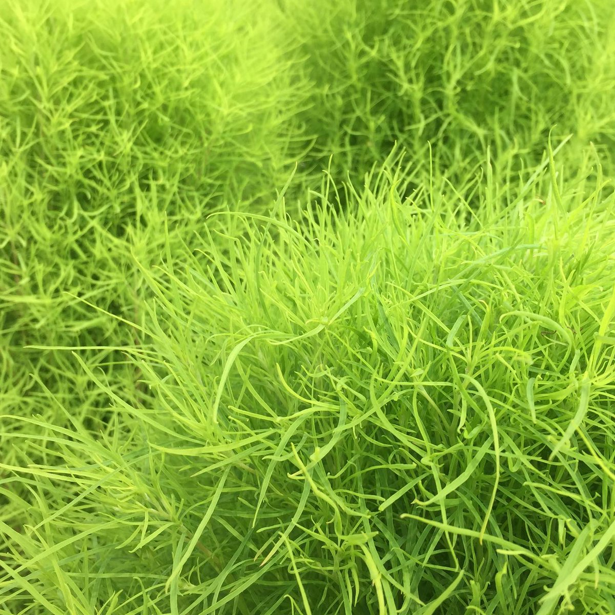 Patterns of Life NFT tweet media