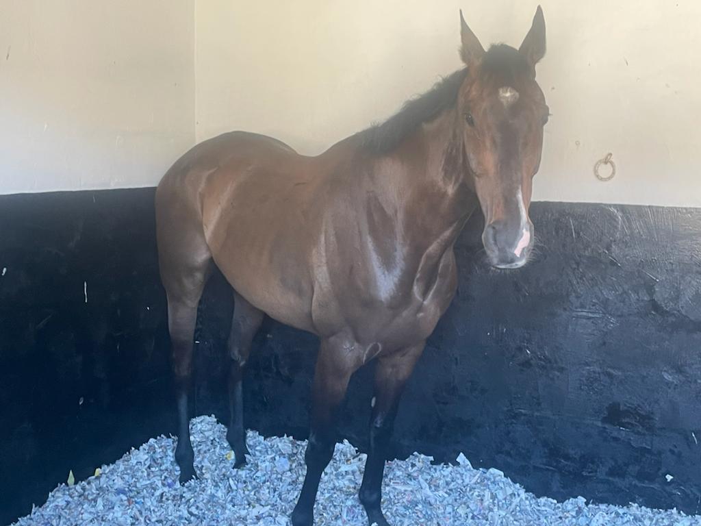 OxstallsRacing's tweet photo. A fantastic day for the Evans team yesterday with double up celebrations! Billy won the Northern Gigafinal and qualified for the Grand Final of the Delancey School Chess Challenge and then #CroesoCymraeg won his 8th race in the D &amp; N Construction Handicap at @salisburyraces! https://t.co/jw6Y0pnuZ2