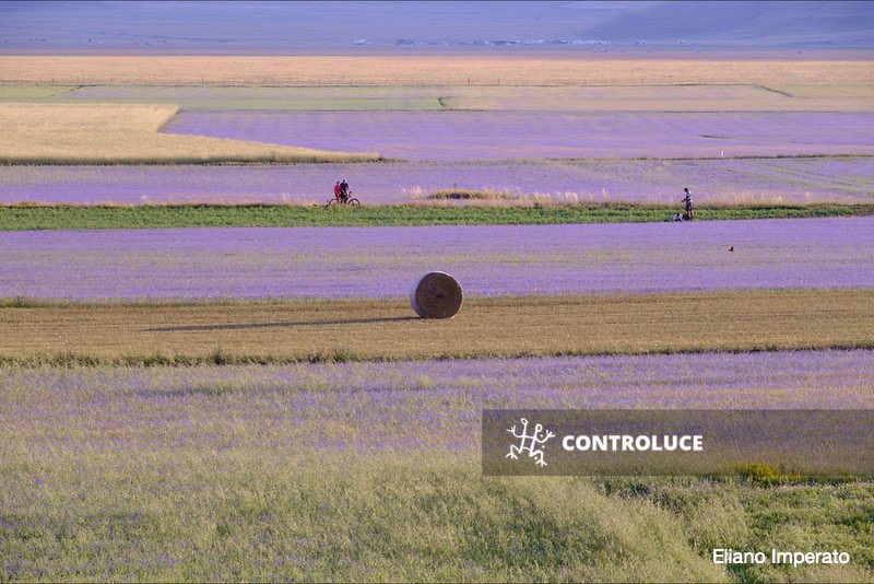 AgControluce's tweet image. #Italy
People walk across blooming lentil fields in Castelluccio, a small village in the Central Italy's Umbria region, on July 4, 2022.

📷 @elianoimperato #controluceagency