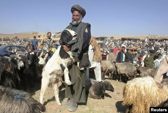 soufiyafz's tweet photo. Are we really progressing when society not only allows but celebrates a #massacre?

No difference b/w d 3 pics. Why is it okay to  kill a #GOAT𓃵 + eat their flesh but a crime to kill a dog/cat/human?

Sacrifice ur lust for flesh!

#BakraEid
#बकरा_न_काटो
#Eid2022
#OnWaterForLife https://t.co/qSnvXuIPY0