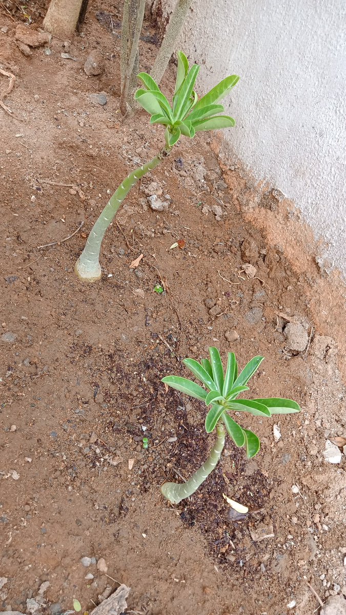 shiva10893's tweet photo. Adenium plant ☘️🌵 which gives beautiful flowers🌺 speciality of this plant is its branches. i brought this saplings from Hyderabad mama's garden 🤩 #GardeningTwitter #Myhomegarden #ShivaR https://t.co/08ggA6ycC5