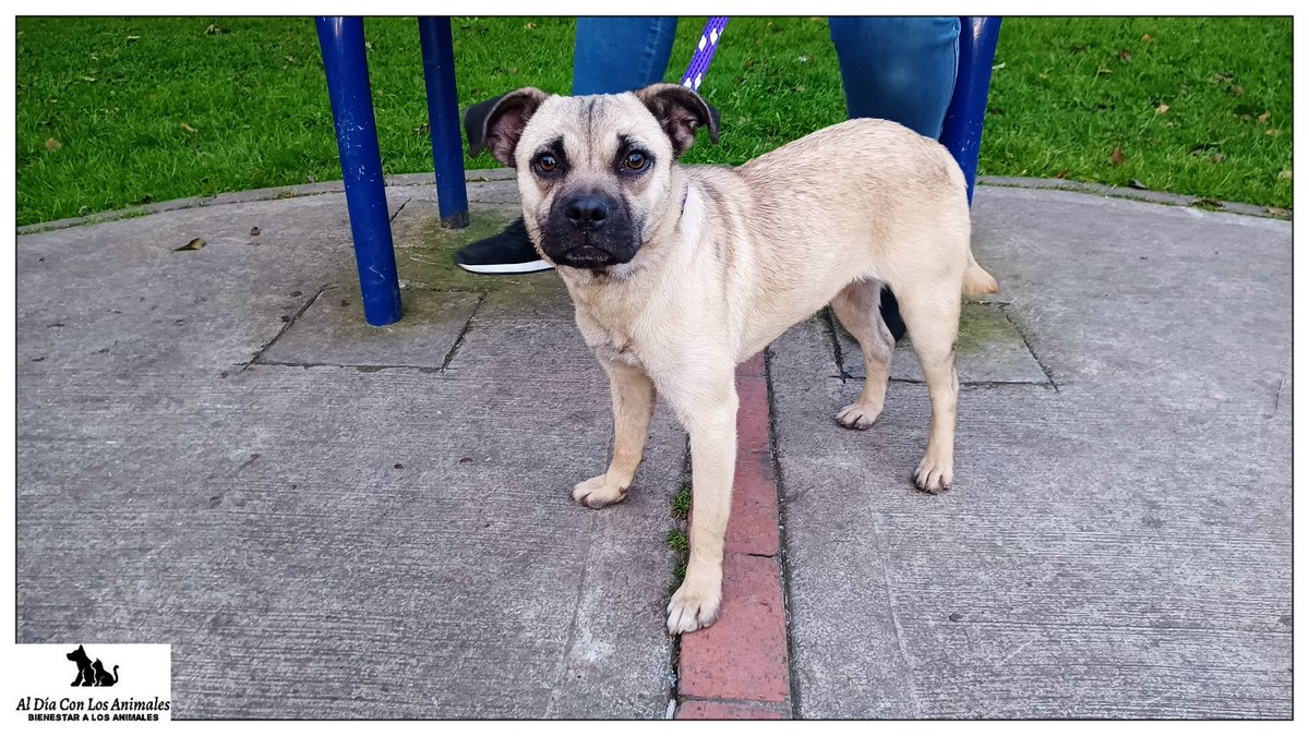 DiaAnimales's tweet photo. 🐾☑️DIFUNDIR☑️ - @Bogota / Está perrita 🐶, estuvo deambulando varios días por sectores de la #LocalidadDeSuba. Finalmente, la encontraron y rescataron por el portal de @TransMilenio de #Suba 👏. 

En estos momentos, se encuentra con la #Rescatista y (HILO...⬇️) RT https://t.co/XzTnqra4WI
