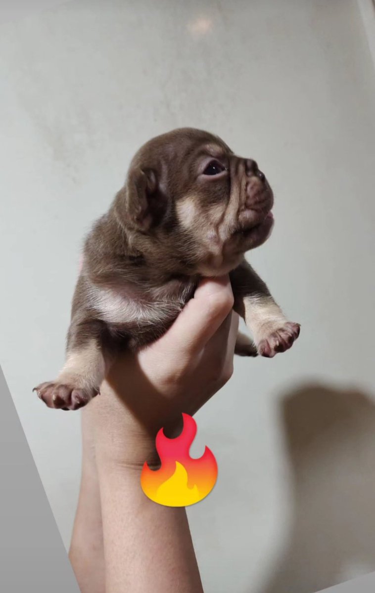 ltattsbot's tweet photo. Check yo bank accounts
Qrtr3 drops π₯π₯π₯
Isabella "Rojoβ Tan
"New Shade" Isabella Tan
#isabellatan #frenchies #exoticdogs https://t.co/48vy1RFvtW