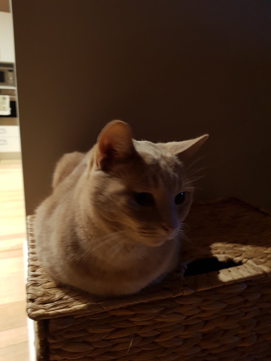 An early start to #kittyloafmonday ... or a little time out before the big match tonight...! Go Nick! 🇦🇺

#Wimbledon2022