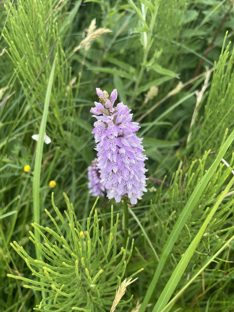 Orchids (Pyramidal and possibly heath spotted orchid) oxeye daisy and Selfheal on the canal not far from Robertstown <a href="/KildareHeritage/">Kildare Heritage</a> hope the mowers don’t get to it for a while yet, a lovely walk #biodiversity #NaturePhotography