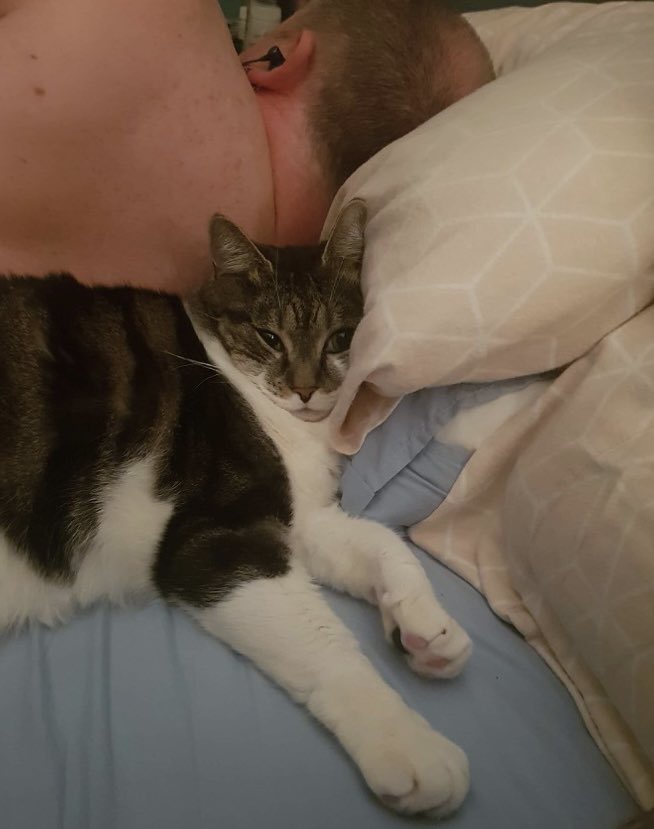 yinyangman69's tweet photo. My partner sent me this photo from last night.
I had fallen asleep listening to a podcast and our wee boyo, Sharknado, decided he wanted some pillow too.
#squishface https://t.co/o93K7SQc6l