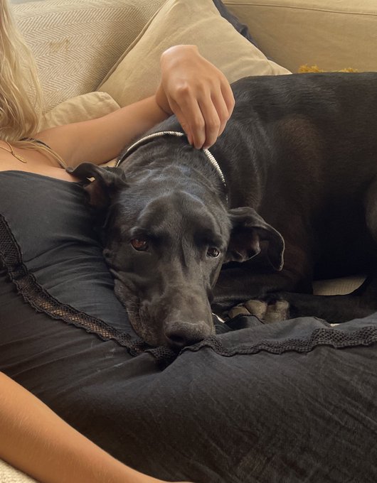 Animal whisperer https://t.co/gAaEfcGLj5