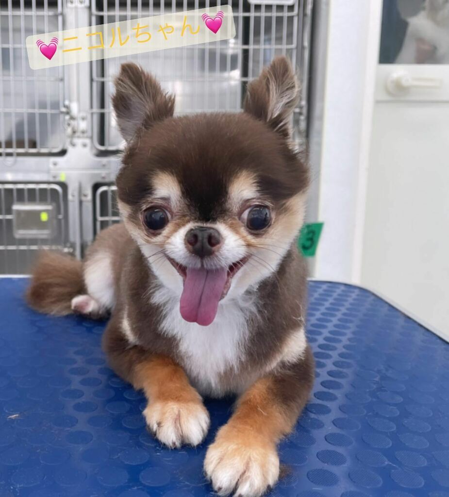 moriya_animal's tweet photo. ใใณใซใกใใ
ๆฌๆฅใฏใใใใจใใใใใพใใ๐
่ฆๆใชใๆๅ
ฅใใๅฉๅฃใใใงๆๅพใพใง้ ๅผตใฃใฆใใใพใใโชในใใญใชใใพใใใญโบ๏ธใพใใๅพ
ใกใใฆใใใพใโจ
by shizawa
#ใขใชใคๅ็ฉ็
้ข #ใใฌใใใใใ #ใใฌใใใใใ๐ถ #ใใฏใฏ #ใจใใฟใใ #ใใชใใณใฐ #trimmin https://t.co/QJYktou8tD https://t.co/DooOmJz6K5