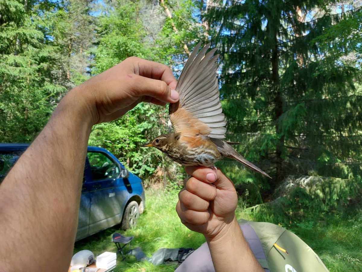 VojtechBrlik's tweet photo. Sites 19&20&21 in Finland! ๐ซ๐ฎ
Days are so long.... ๐คฏ
A very nice get together with Ed and Nora from @informedbirds team!
Reed Warblers left us in southern Finland but Sedge Warblers show great densities.
22/n
#ExpeditionGradient https://t.co/QfaUXk9hZB