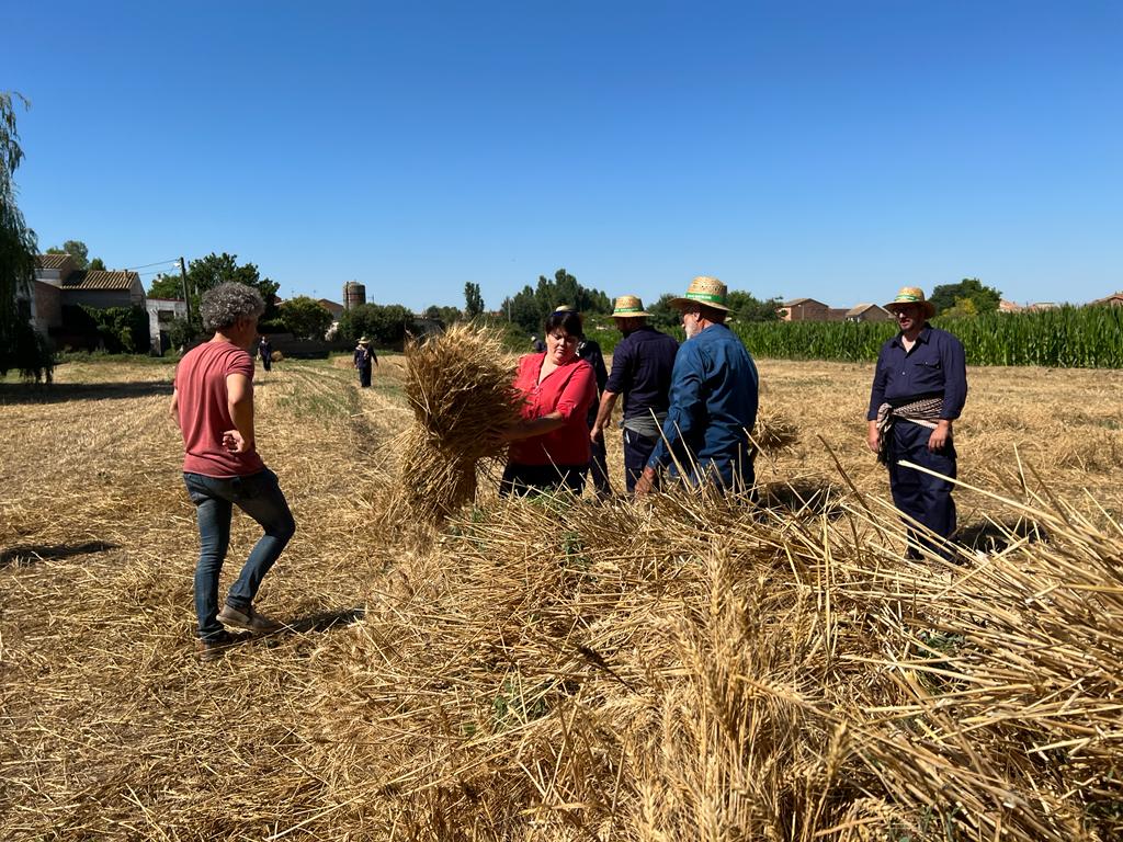 DiputacioLleida's tweet photo. 📢Avui s'estan duent a terme les 42es Festes del Segar i el Batre de la #Fuliola. La vicepresidenta del @IEILleida @niarufach els ha acompanyat en aquesta activitat, utilitzant les eines que s’empraven per a realitzar aquestes tasques al camp🌽
#laforçadelsmunicipis https://t.co/4wXIzcTJ0x