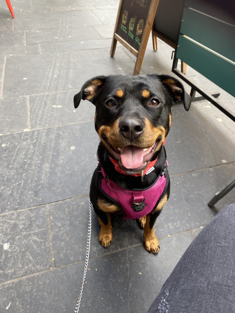 My gal Poppy 💜🐾she’s doing so well with training and in this heat 🌞remember all no dogs has never died not getting a walk #Heatwave2022 #DogsofTwittter #rottie #protectdogs