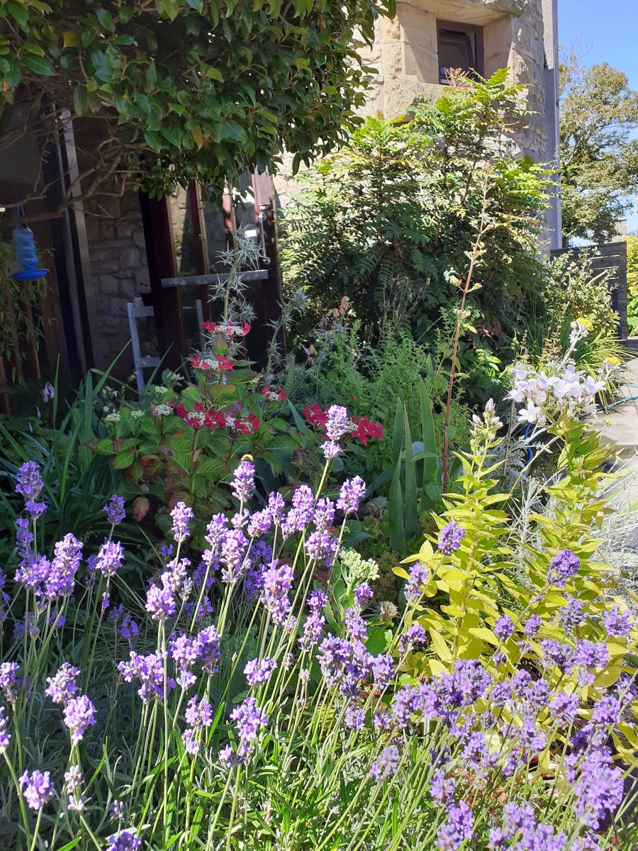BannMaiden's tweet photo. Phew...what a scorcher! Had to stop gardening because of the Heat. Forsooth! Who says Scotland never has a summer?! #StAndrews #fife #27C https://t.co/FNdKJ4DAMa