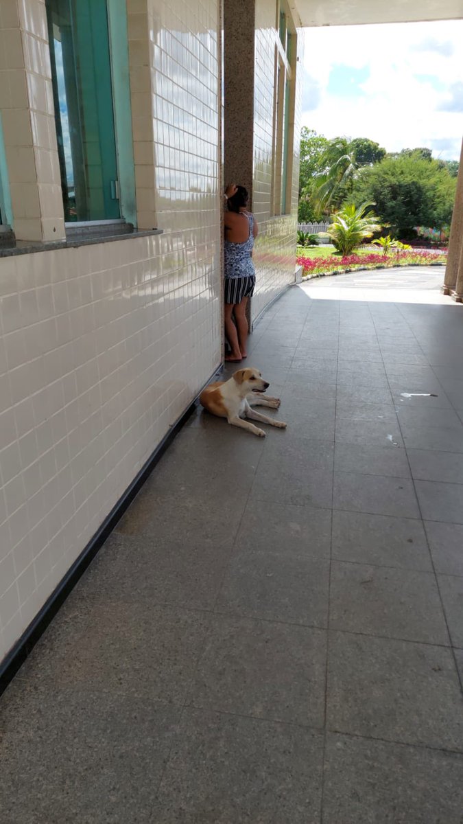 ORotador's tweet photo. Esse cachorrinho ta la em Bragança-pa, na frente do santo antonio, esperando o dono sair da internação. Ta magro, 1 semana esperando. Não tem quem tire ele de la. O pessoal do hospital ta dando comida pra ele. Torcendo pro dono sair logo🥹🥹 https://t.co/E7z3ZLxYxl