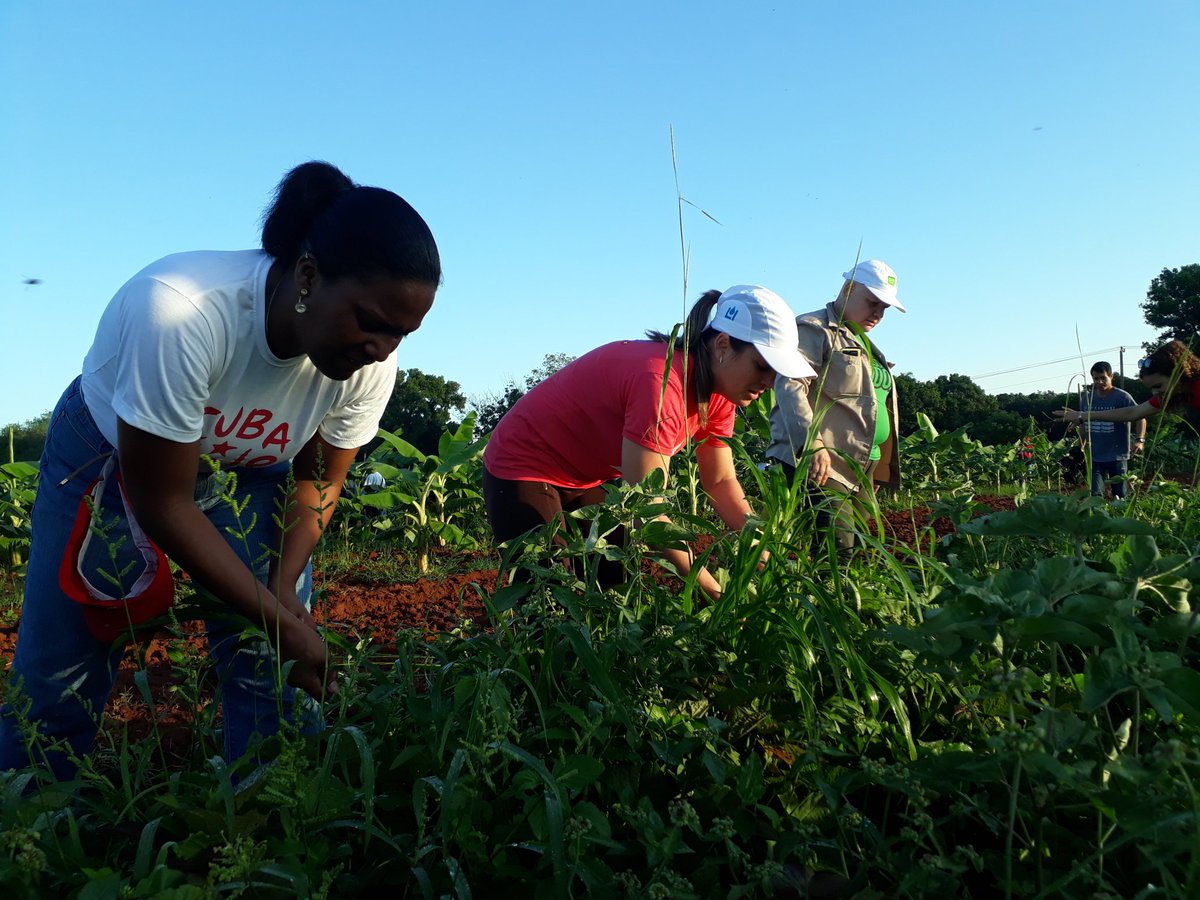 Ya estamos en el surco y junto al Presidente <a href="/DiazCanelB/">Miguel Díaz-Canel Bermúdez</a>. Nuestro aporte es en la granja agropecuaria 16 de Abril, ubicada en Bauta, Artemisa. #CubaVive #VamosConTodo #CubaPorLaPaz <a href="/DrRobertoMOjeda/">Dr. Roberto Morales Ojeda</a> <a href="/JuventudRebelde/">JuventudRebelde</a> <a href="/UJCdeCuba/">UJC de Cuba</a>