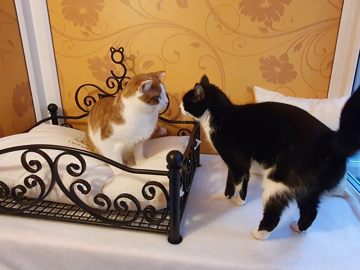 TheCatHotel's tweet photo. Nose to nose, but in a soft and fluffy way! #LoverNotFighter https://t.co/1e0a9ByAFo