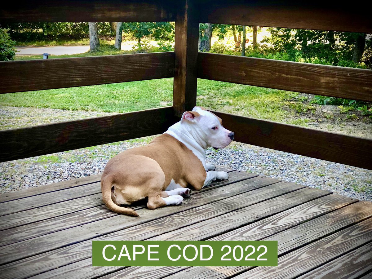 mgallo43's tweet photo. Good Morning from Cape Cod 🐶💚☀️ https://t.co/FpNCJ6Nrxb