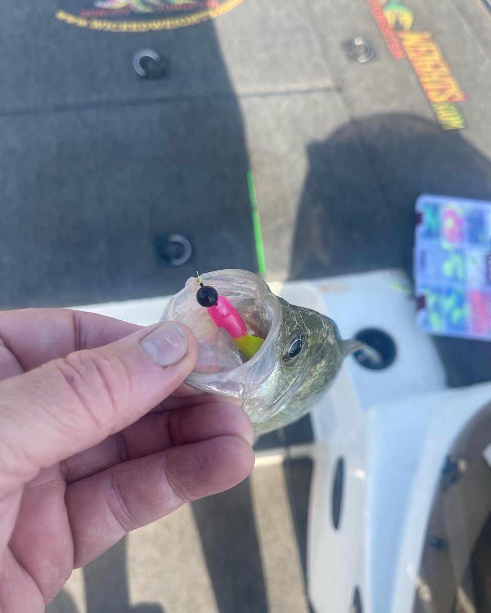bigbass217's tweet photo. Finally the wait is over the new crappie series jigs are here and already producing its #SLABTASTIC #crappiejigs #bonehead #wickedweightsfishingtackle https://t.co/TvYW3niAMh
