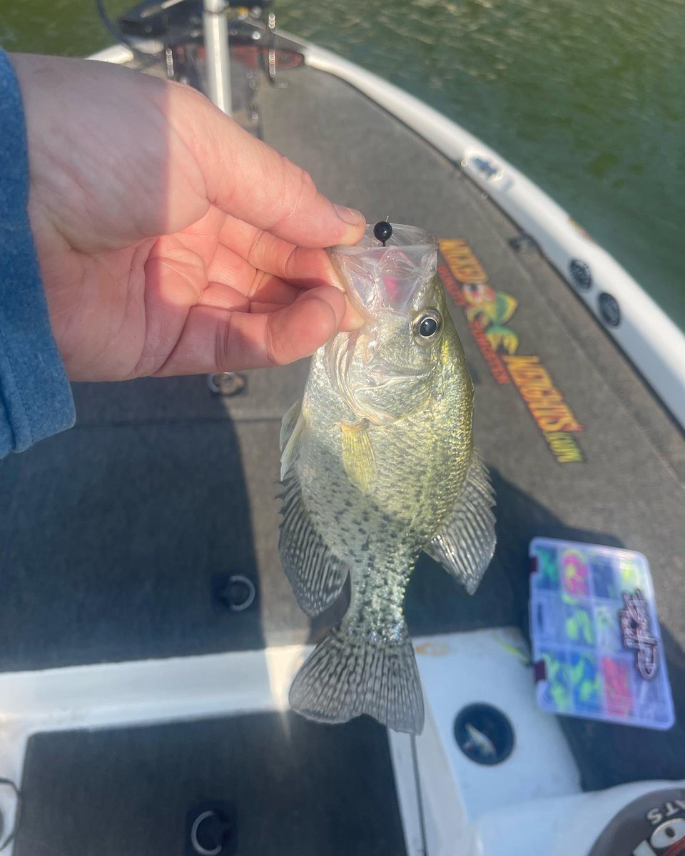 bigbass217's tweet photo. Finally the wait is over the new crappie series jigs are here and already producing its #SLABTASTIC #crappiejigs #bonehead #wickedweightsfishingtackle https://t.co/TvYW3niAMh