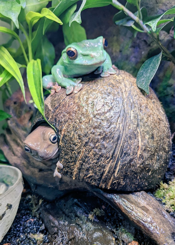 かわいい
