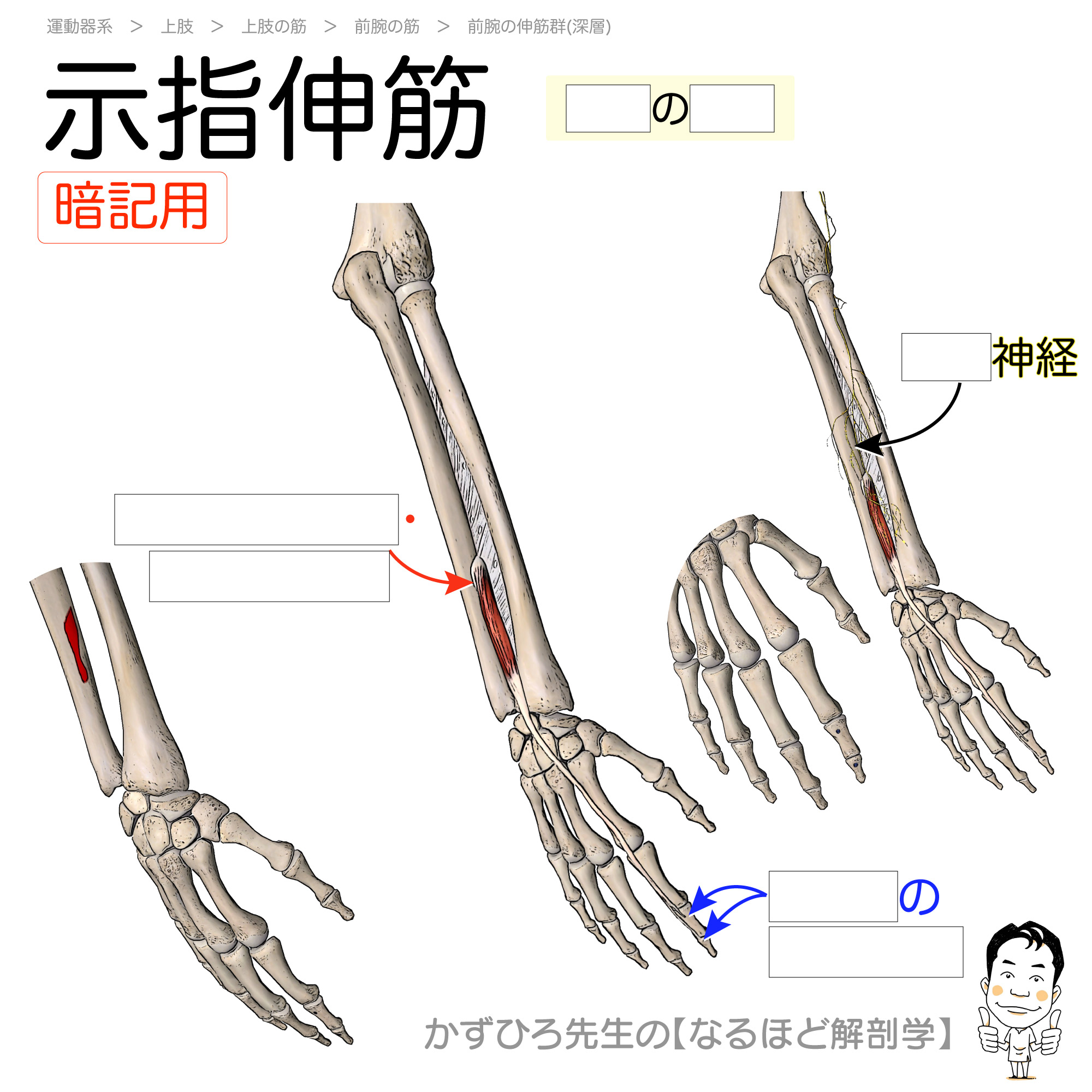 黒澤一弘（かずひろ）解剖学IT教育・指圧師・ラダック على X