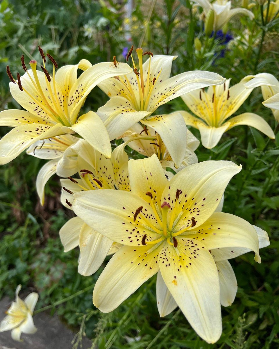 JukkaPartanen3's tweet photo. To regale the eye - lilies #GardeningTwitter #garden #mygarden #flowers #fleurs #trädgård #plantas #plants #ThePhotoHour #channel168 #nature #photography #flowerphotography #flowerpower #lilies https://t.co/AG7FbXHdMZ