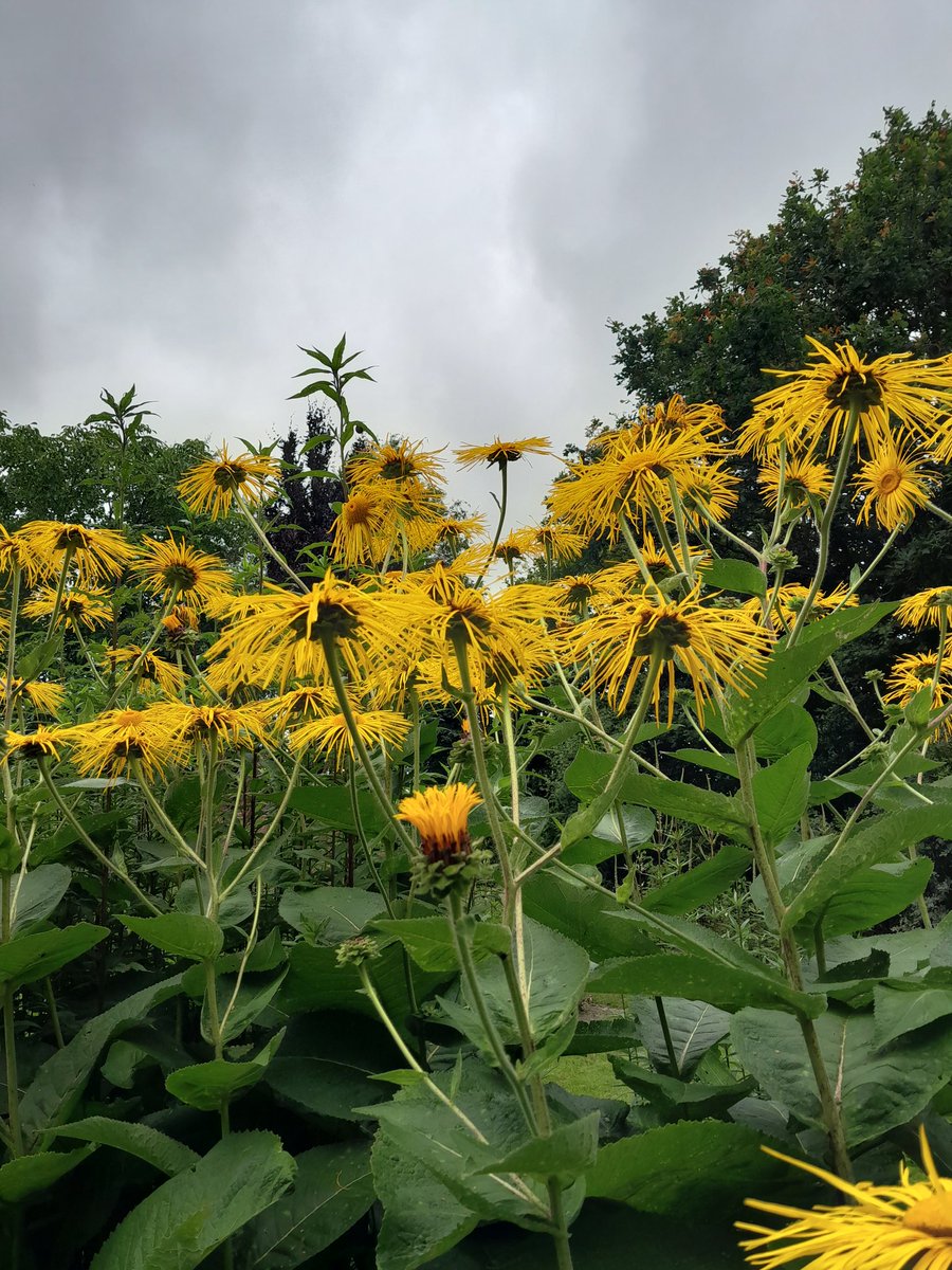 HeleenHoltmanns's tweet photo. Tussen de buien door, dook ik in de bloemenwereld 😉 van mn buurtjes #opentuin https://t.co/BIVmeiyYAq
